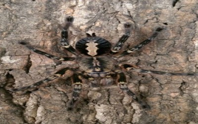 Poecilotheria ornata Juvie TARANTULA